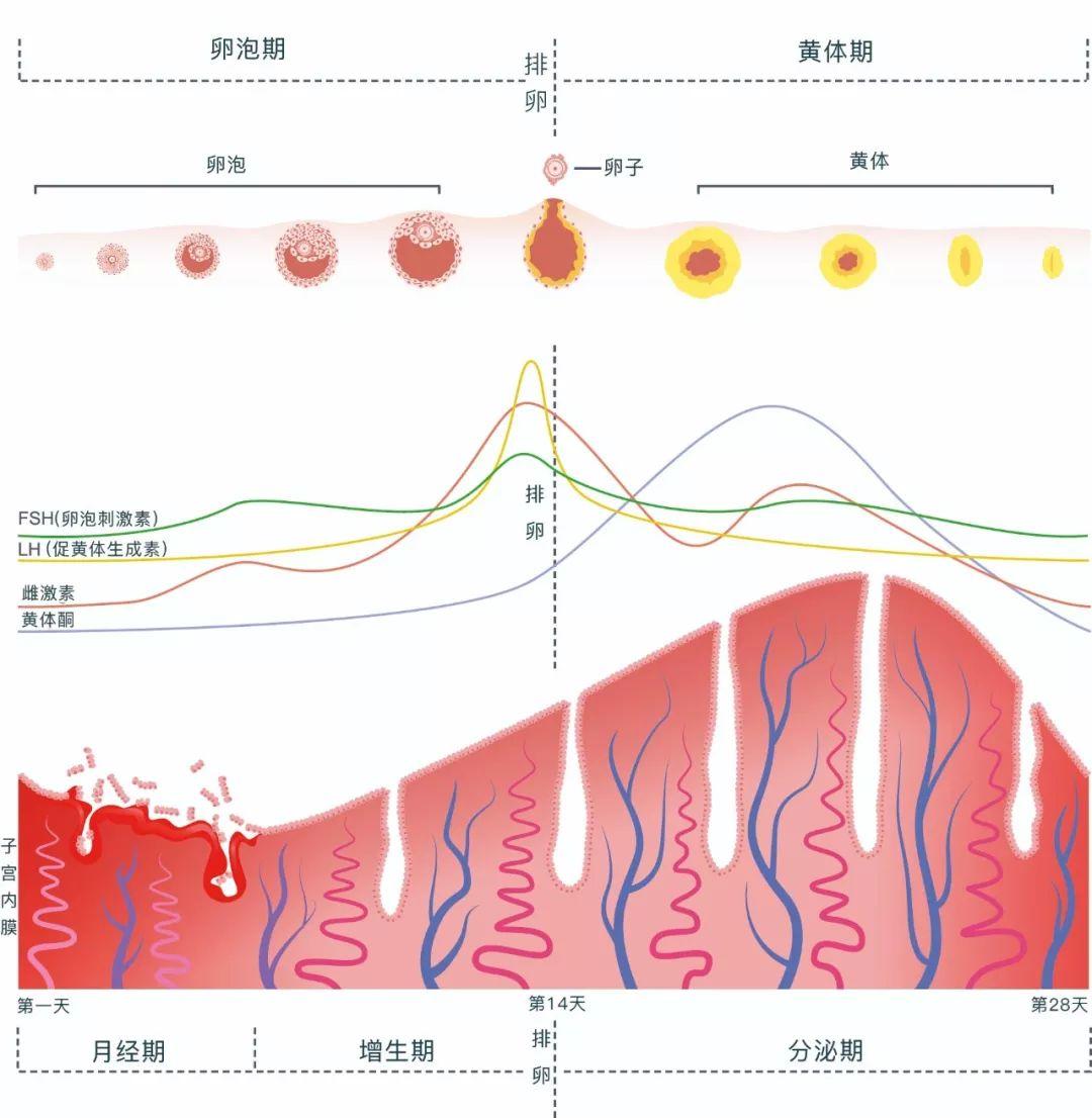 半个月没来月经，解读女性生理周期与潜在原因