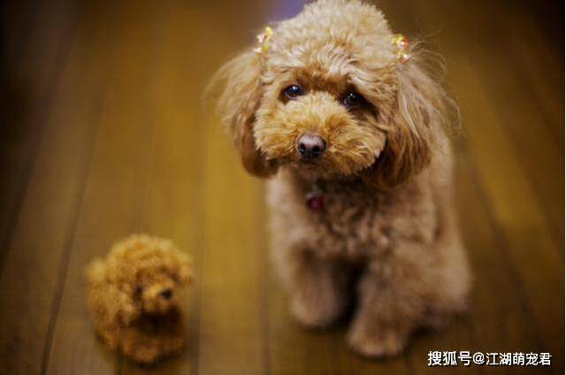 泰迪犬3个月智商发展揭秘，聪明小犬的成长奇迹