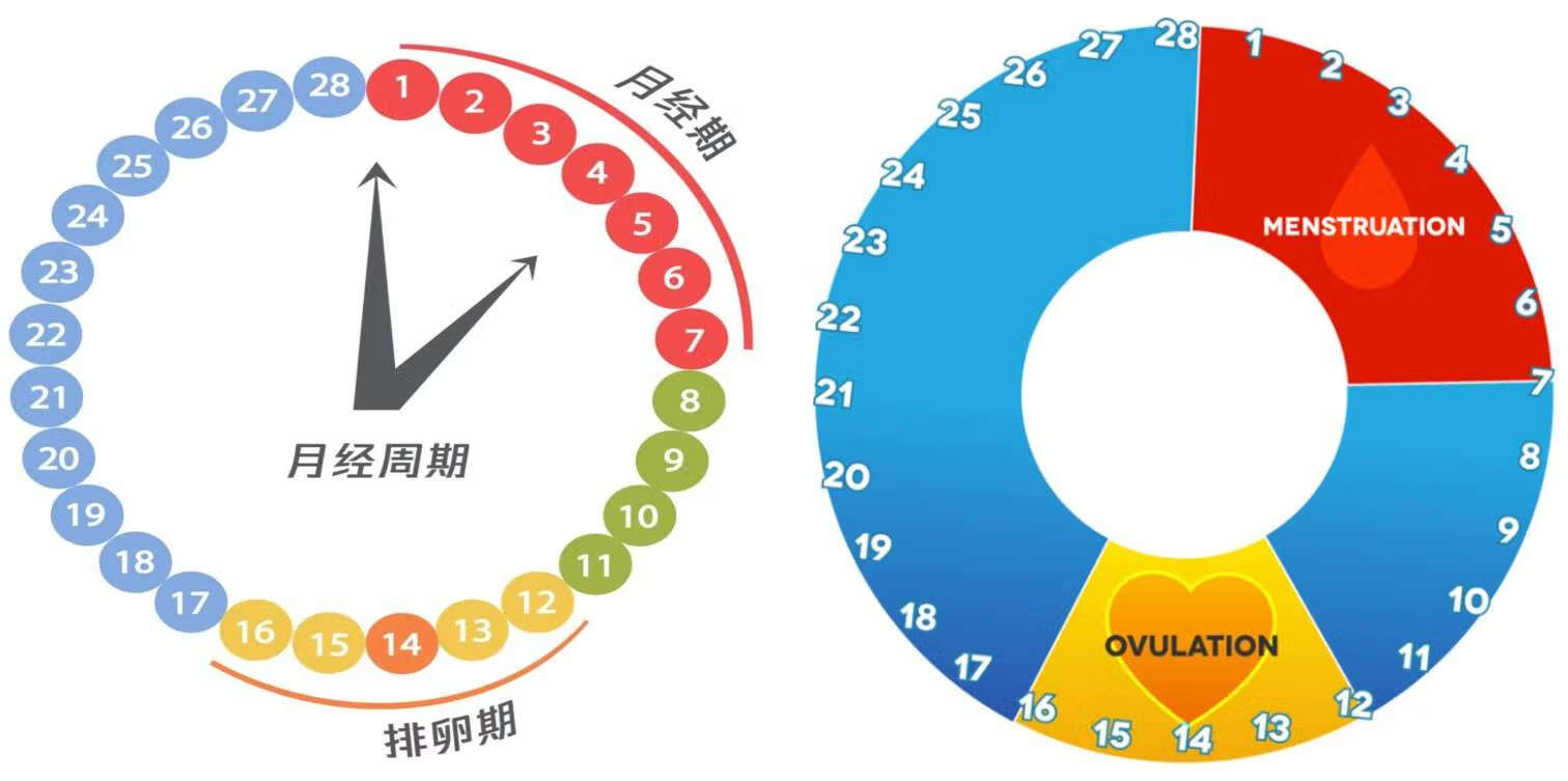 月经会推迟一个月吗，深入了解女性生理周期与影响因素