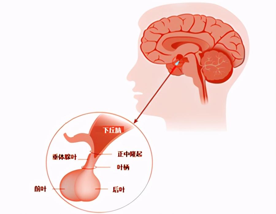 43岁女性健康新视角，探索月经暂停背后的奥秘